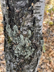 Flavopunctelia soredica