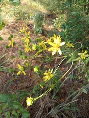 Silphium compositum