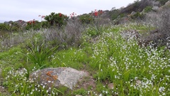 Tecophilaea violiflora