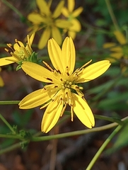 Silphium compositum