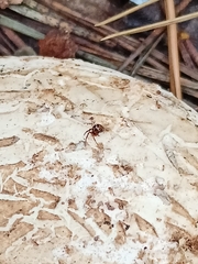 Steatoda bipunctata