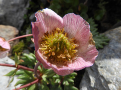 Ranunculus glacialis