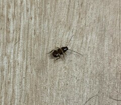 Periplaneta fuliginosa