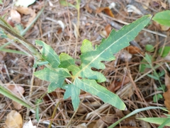 Silphium compositum