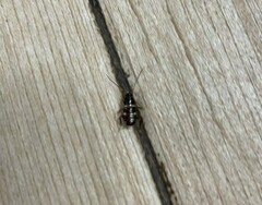 Periplaneta fuliginosa