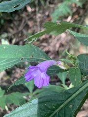 Strobilanthes formosana