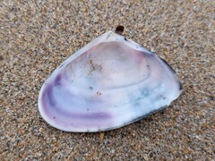 Latona deltoides