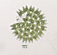 Pediastrum duplex