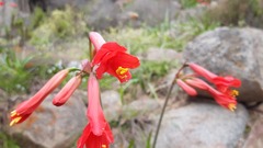 Phycella cyrtanthoides