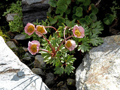 Ranunculus glacialis