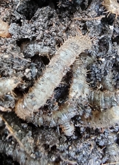Triodia sylvina