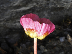 Ranunculus glacialis