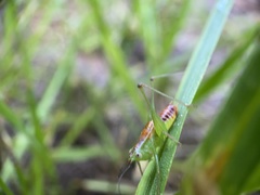 Odontoxiphidium apterum