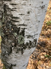 Flavoparmelia caperata