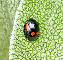 Exochomus quadripustulatus