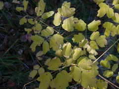 Thalictrum minus