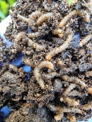 Triodia sylvina