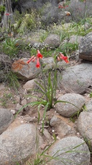 Phycella cyrtanthoides