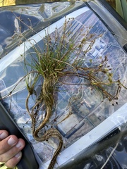 Juncus bulbosus