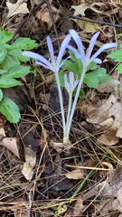 Colchicum autumnale