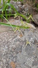 Gilliesia cuspidata