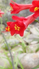 Phycella cyrtanthoides