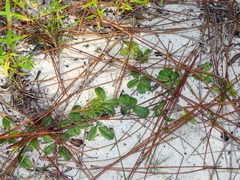 Tephrosia chrysophylla