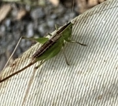 Conocephalus strictus