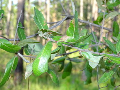 Quercus hemisphaerica