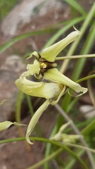 Gilliesia cuspidata