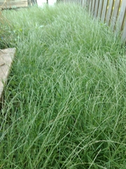 Muhlenbergia schreberi