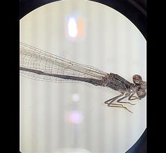 Argia apicalis