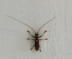Olenecamptus bilobus