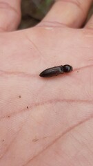 Elateridae