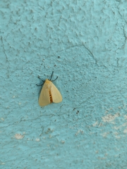 Pareuchaetes insulata