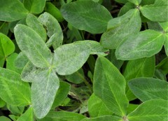 Erysiphe trifoliorum