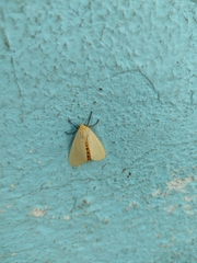Pareuchaetes insulata