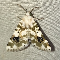 Schinia nundina