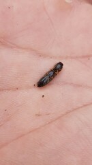 Elateridae