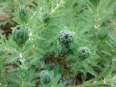 Myriophyllum aquaticum