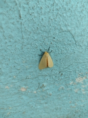 Pareuchaetes insulata