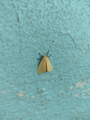 Pareuchaetes insulata