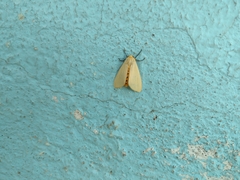 Pareuchaetes insulata