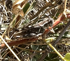 Melanoplus gladstoni