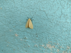 Pareuchaetes insulata