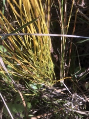 Equisetum arvense