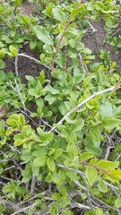 Anisomeria littoralis
