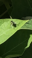 Lucilia coeruleiviridis