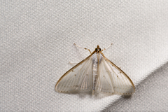 Palpita asiaticalis