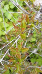 Bridgesia incisifolia